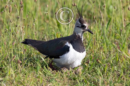 Lapwing on Nest  DM1684